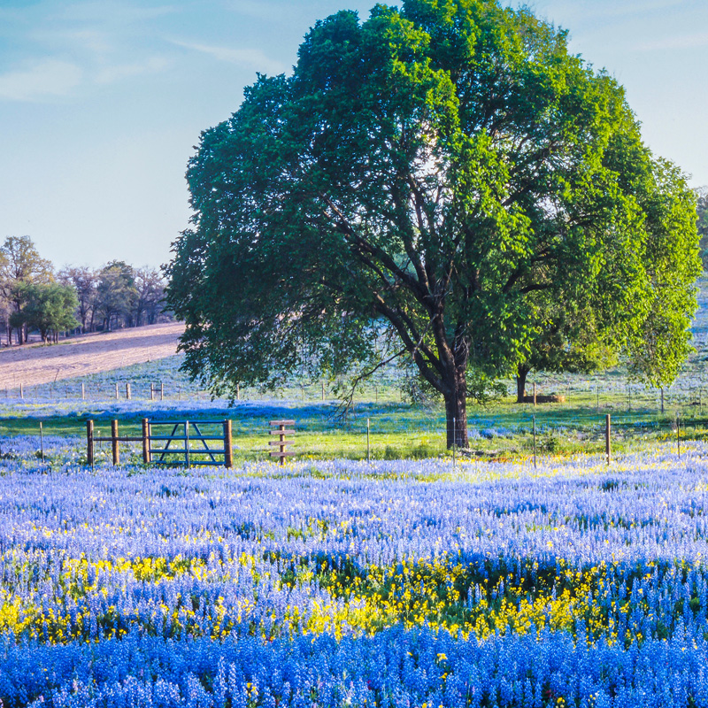 Texas hill country with oak tree and bluebonnets