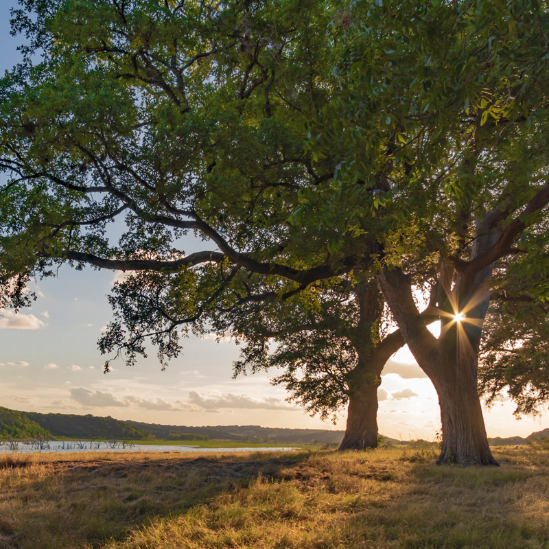 Large oak tree in Texas