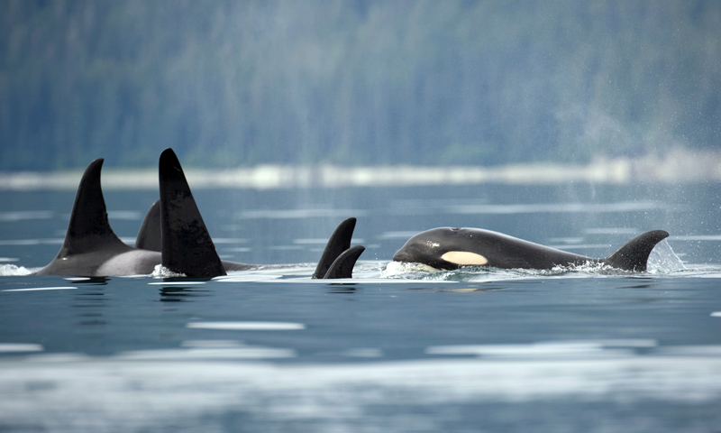 A pod of orcas in Puget Sound