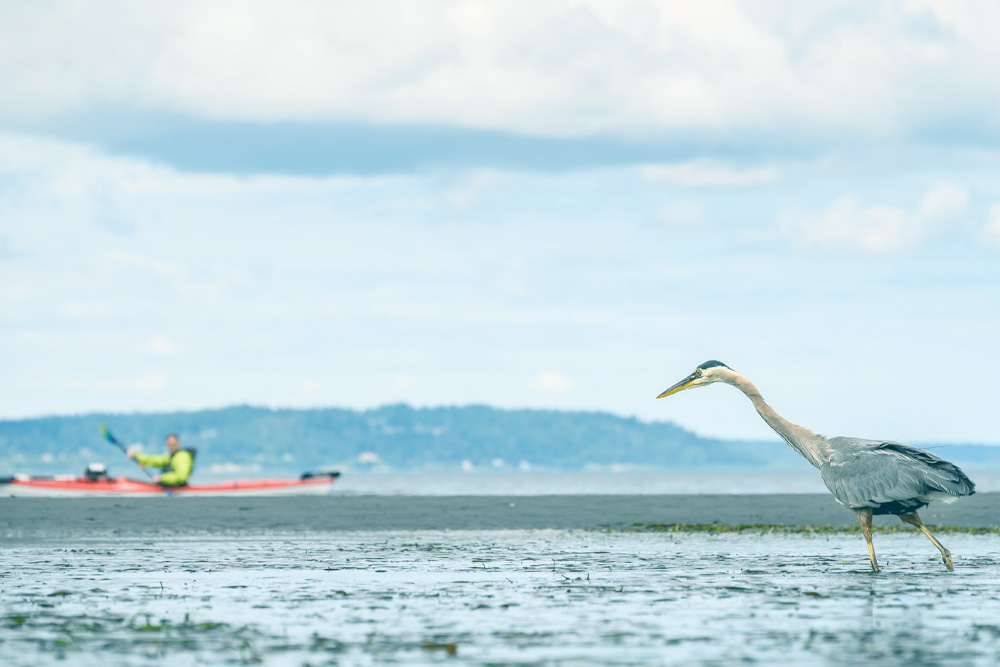 Low-tide view of Puget Sound with a kayaker and a crane