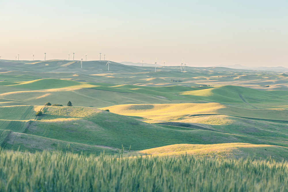Wheat fields in eastern Washington with distant wind turbines