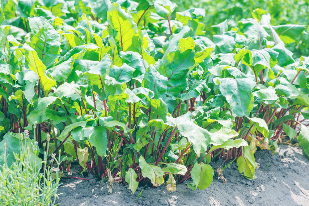 Kale crops