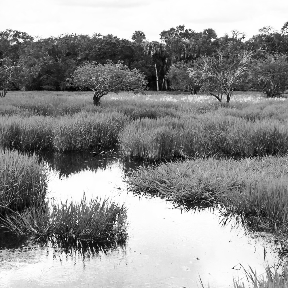 Florida wetlands