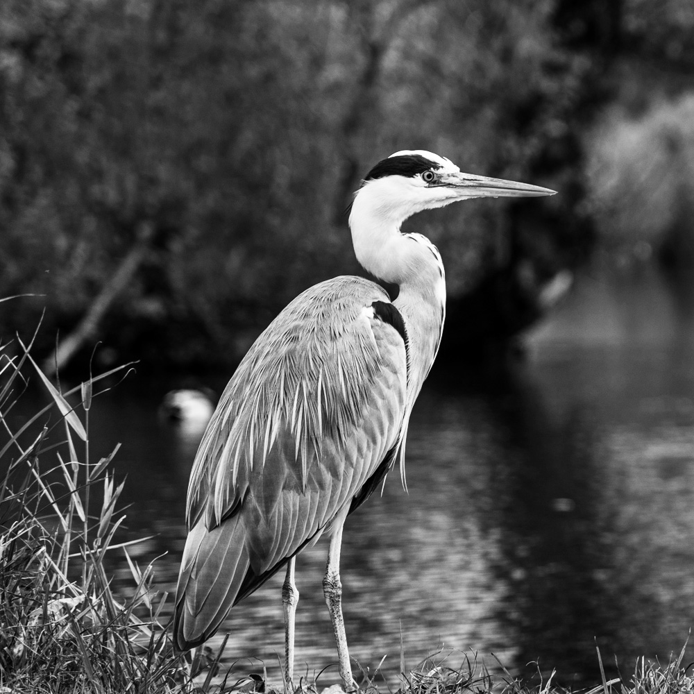 A crane standing in a wetland